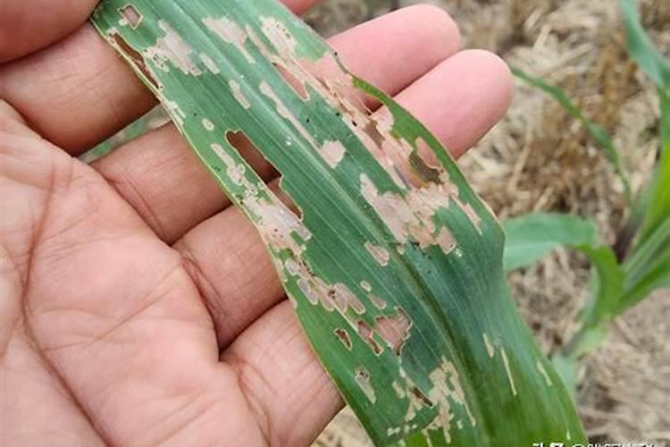 玉米6叶期打什么药