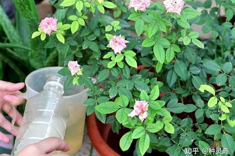 月季多久施肥一次 月季几月施肥最佳,每隔多久施肥一次好？