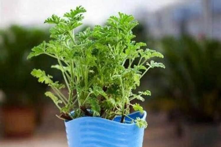 驱蚊草怎么施肥 用什么肥料好