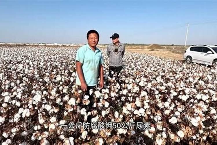 芸苔素内酯效果与功能和使用方法