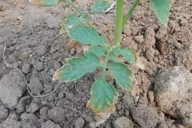 有机肥未完全腐熟的问题