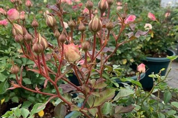 玫瑰花多久施一次肥,要施什么肥料