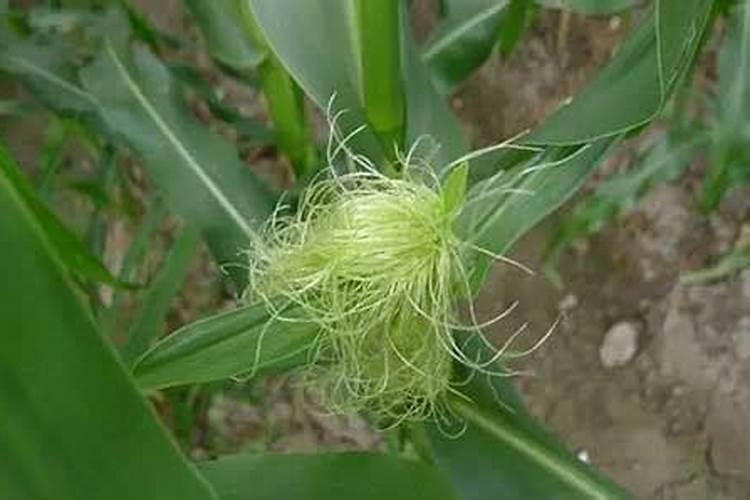 金桔开花怎么授粉 开花期如何养护