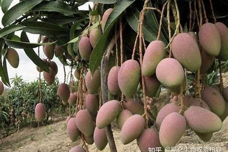 梨树施肥最佳时间和方法