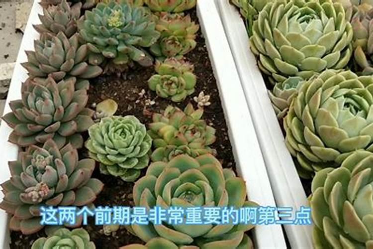4月养多肉黑法师有几个错误动作