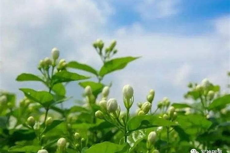 茉莉花追肥用什么肥料好