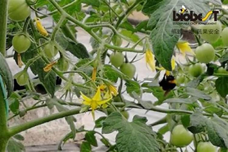 过磷酸钙用途及注意事项