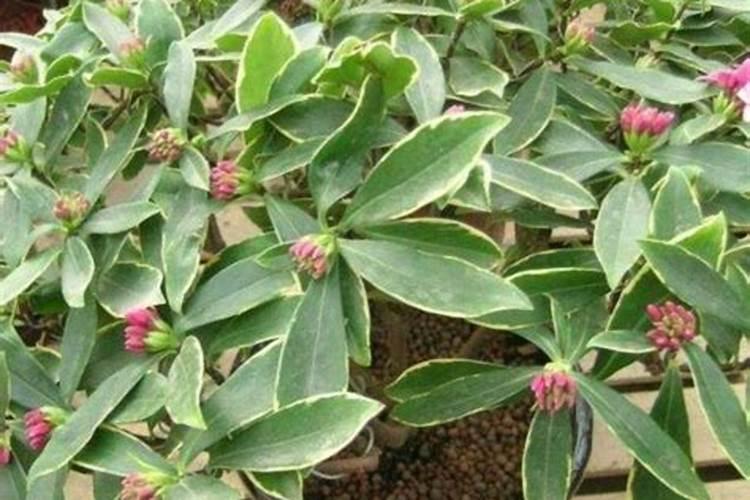 瑞香到了孕蕾关键期,赶紧给它做好3件事,花苞长满枝,为什么呢？