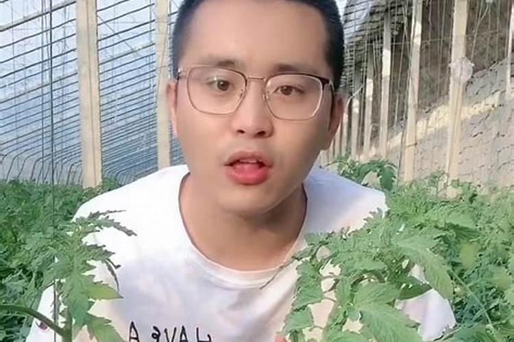 芒果保花保果用芸苔素内脂+叶面肥怎么样