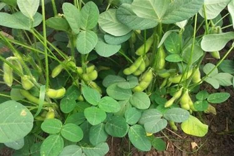 促进开花结果施什么肥