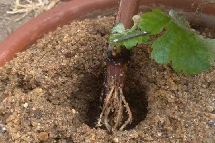 温室大棚葡萄扣棚前最佳施肥时间是什么时候？具体使用什么肥料？