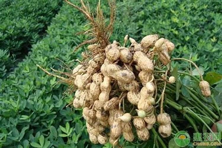 花生发生烂果,是什么原因造成的,要如何防治呢？