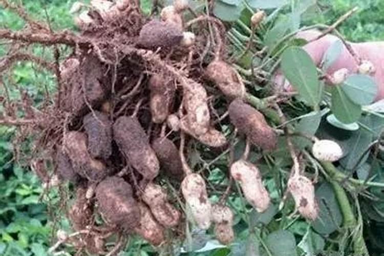 花生黑根烂果(果也是黑的),花生秧正常,是什么病害？