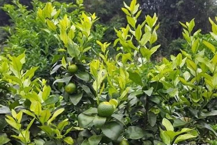 em菌可不可以作叶面肥用
