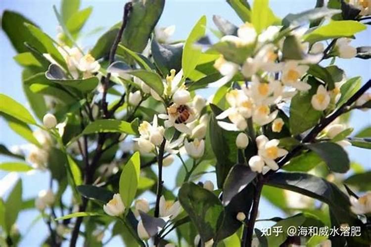玉米田苗后除草剂打完后过几个小时下雨不怕雨？