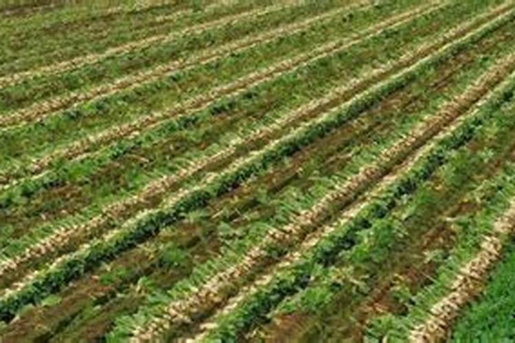 沙土地种西红柿怎么样 沙土地种花生用什么肥料好