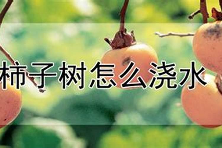 怎么防止柿子树落花落果