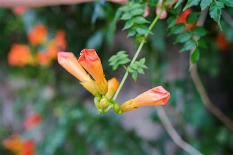 凌霄花一年当中怎样施肥 凌霄花一年当中如何施肥