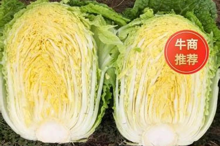 白菜幼苗施什么肥料最好