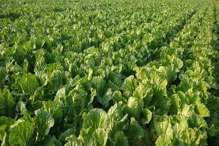 白菜喷什么叶面肥长得快