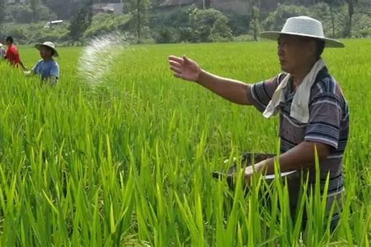 儿菜什么时候播种最好