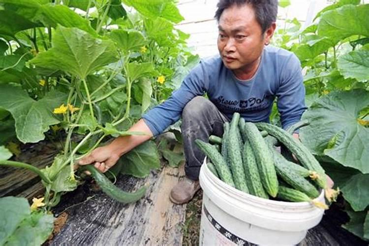 黄瓜施肥的正确方法,施什么肥好