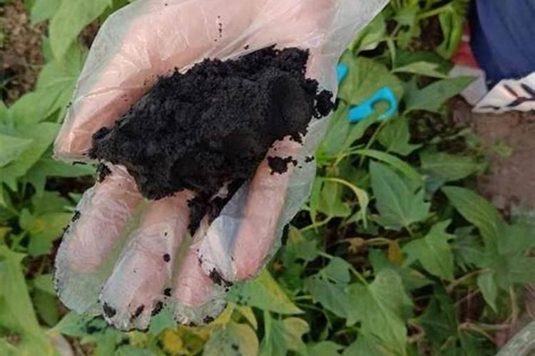 放了磷肥的花树苗会死吗`？