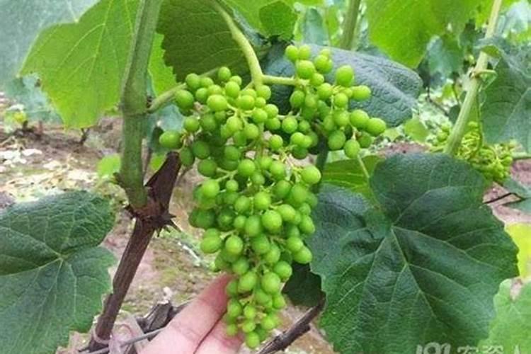 春季葡萄种植怎么管理