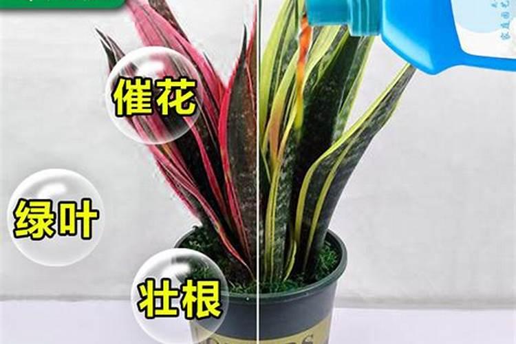 虎皮兰怎么养才会粗壮