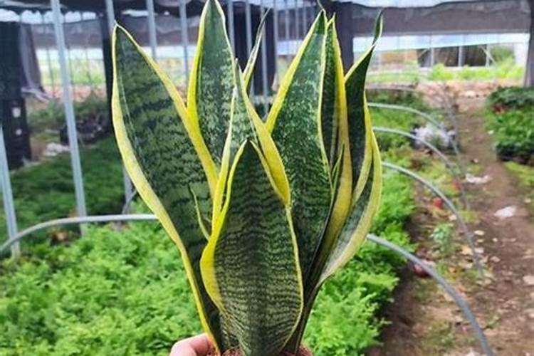 虎皮兰叶子怎么变宽