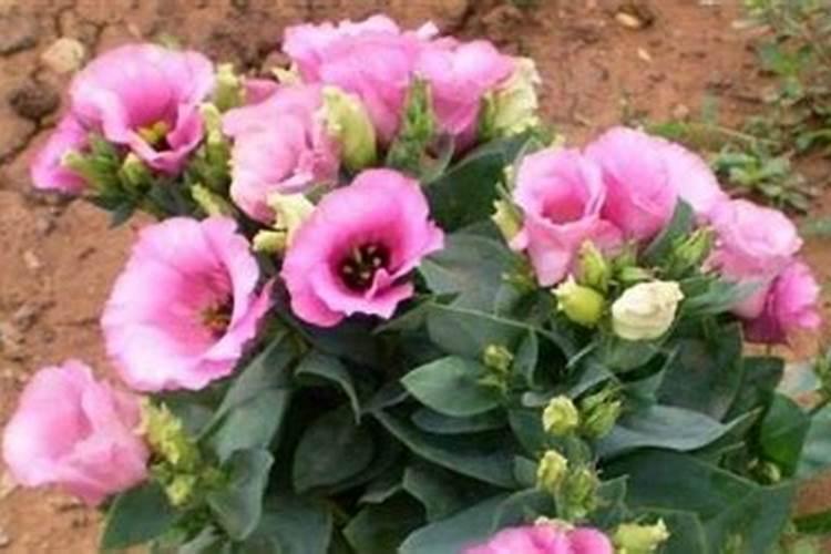 洋桔梗的种植与养护