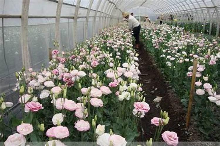 洋桔梗的种植与养护