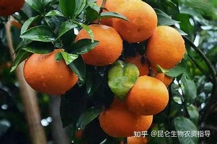 柑橘几月份施钾肥好 最佳使用时间
