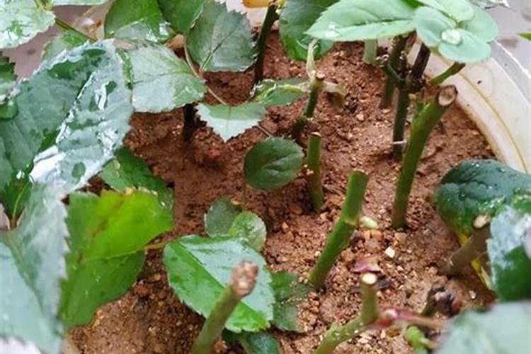 月季花扦插是用什么肥料可以使月季花快速生根呢