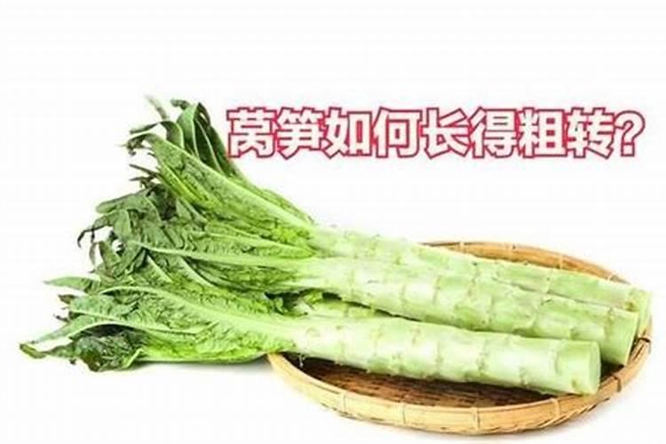 莴苣需要打顶吗