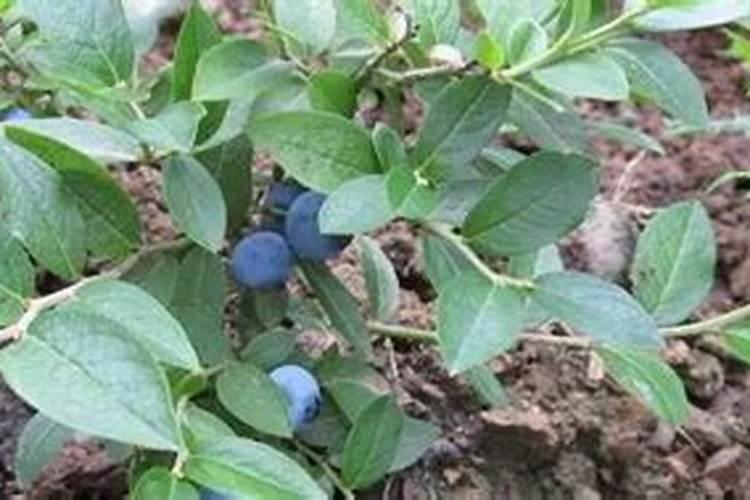 蓝莓怎样施肥,蓝莓种植时间和方法