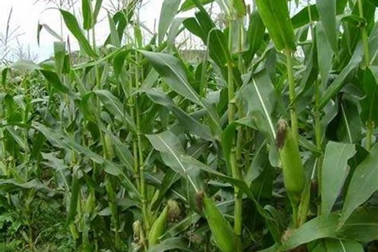 玉米什么时候打叶面肥好 使用方法有哪些