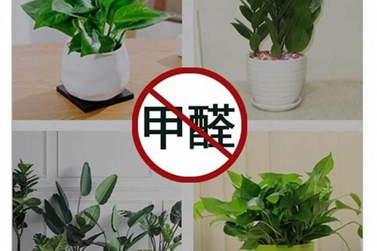 吊兰黄叶尖怎么办 吊兰可以吸收甲醛吗