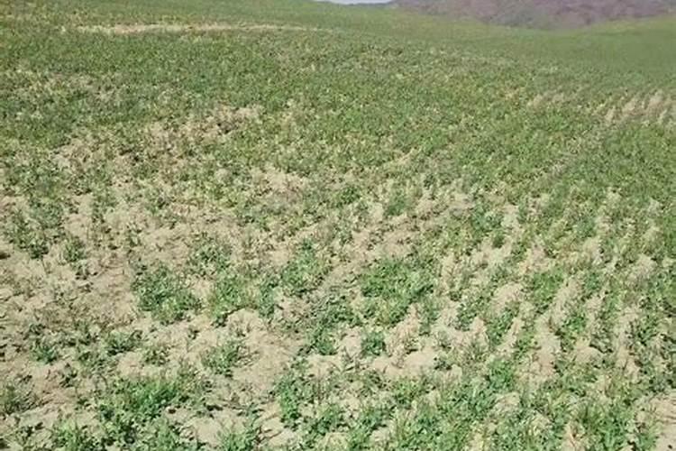 月季花底肥放什么肥好(底肥施用方法)