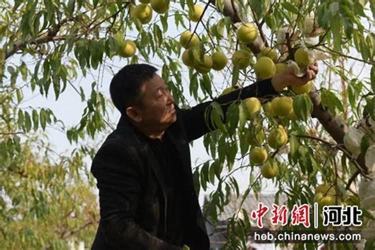 迎霜红桃在十天摘代可以吗？