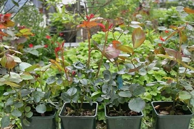 家庭种花怎样做氮肥,磷肥,钾肥它们各有什么作用？