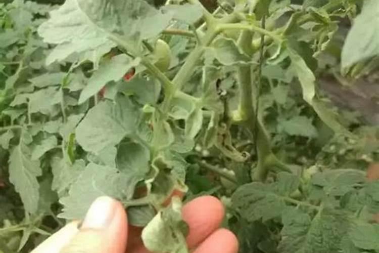 西红柿己经打顶,但最上部四五片叶子上卷,是什么原因？