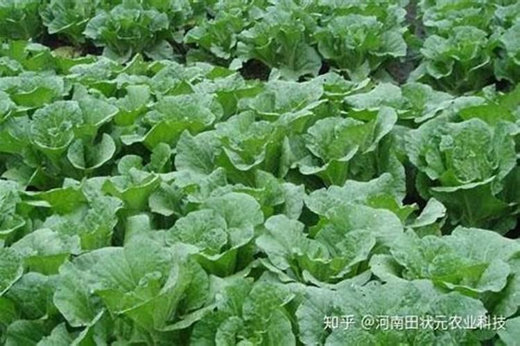 钙肥的作用及施用方法 钙肥对作物的主要作用