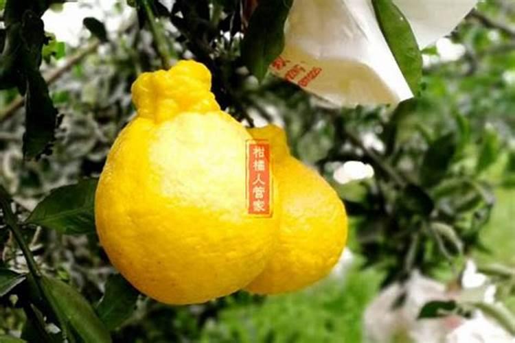 不知火挂果后期能冲水溶肥吗？