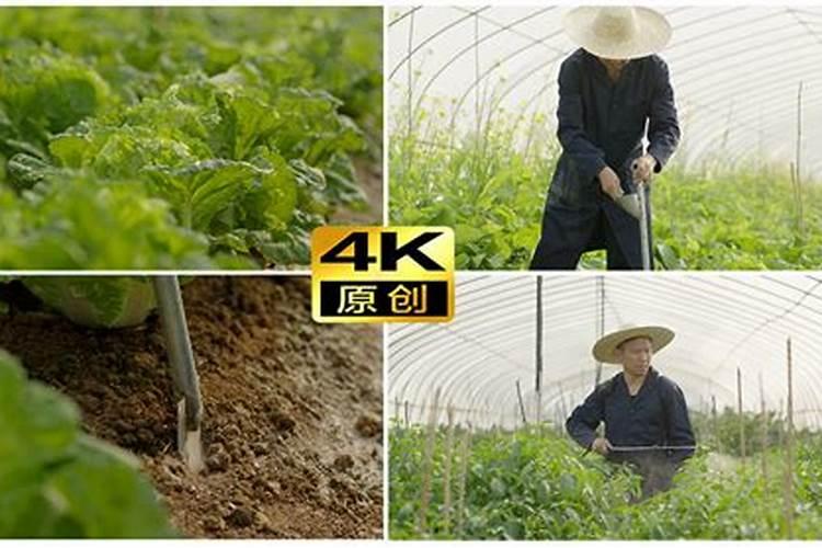 为什么种植油菜要增施硼肥？增施硼肥的好处有哪些？