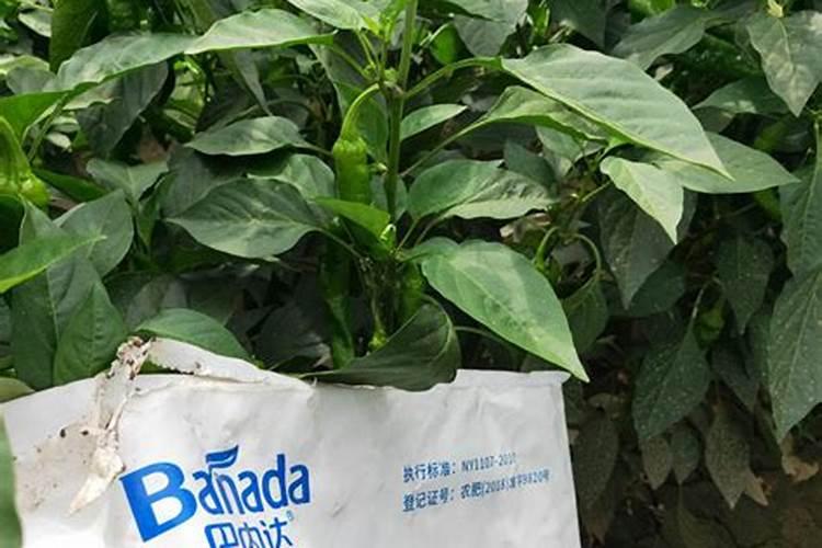 烤烟种植技术与方法