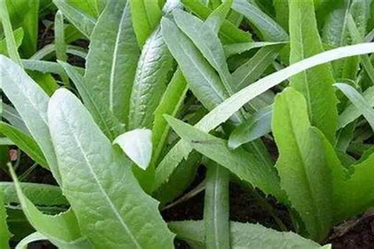 30斤水放多少硼肥