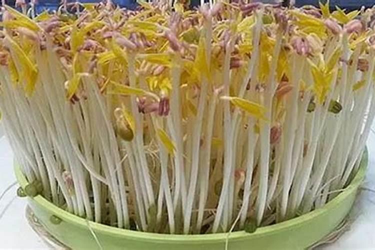 绿豆芽可以种在土里吗 绿豆芽能种在土里吗
