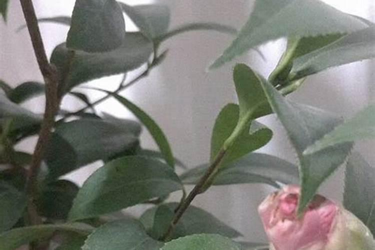 我的茶花为何只长花苞不开花急急急