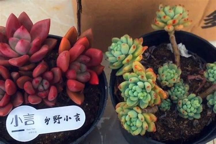 多肉植物用什么肥料比较好